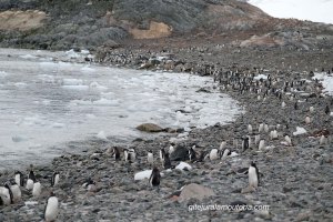 Antarctique, Ile Cuverville 20.03.2017.